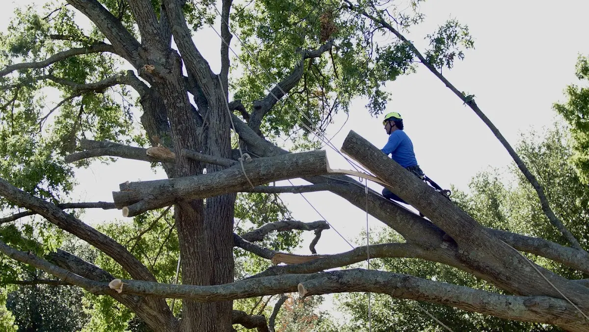 Professional Crown Thinning performed by certified arborists in Walthall